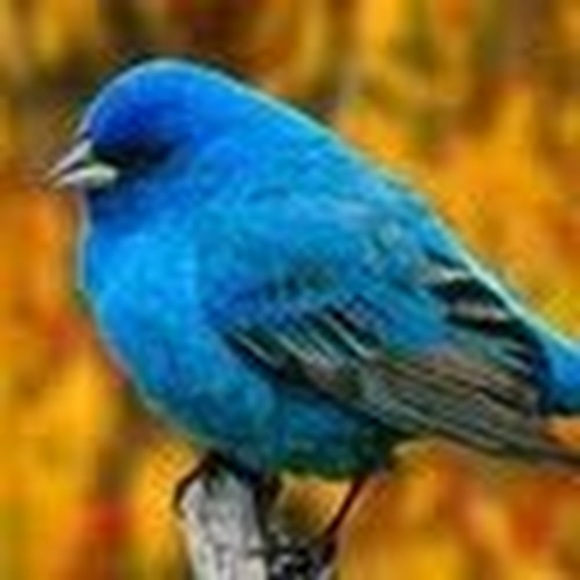 carol_alexander
